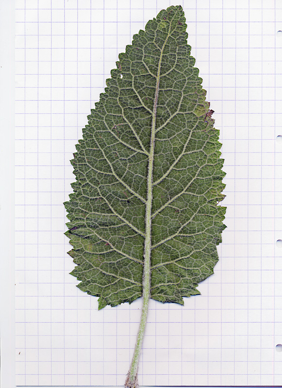 Verbascum alpinum Turra / Verbasco alpino